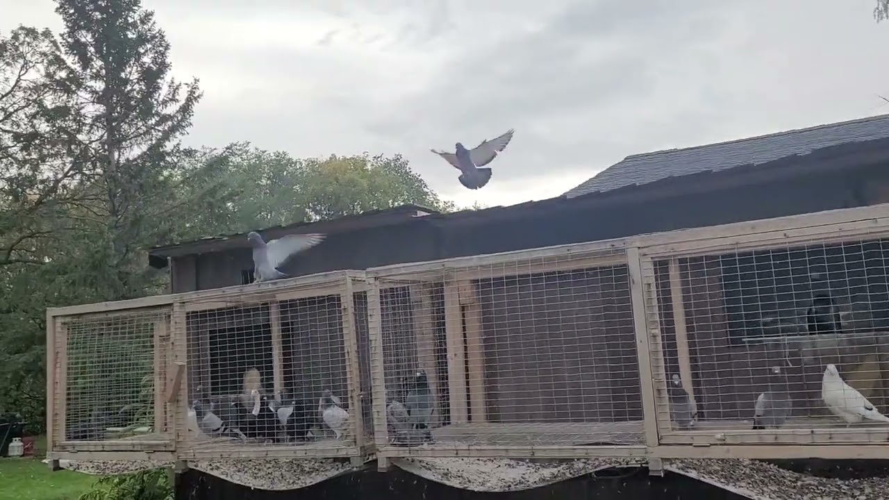 Racing pigeon last race 🏁
