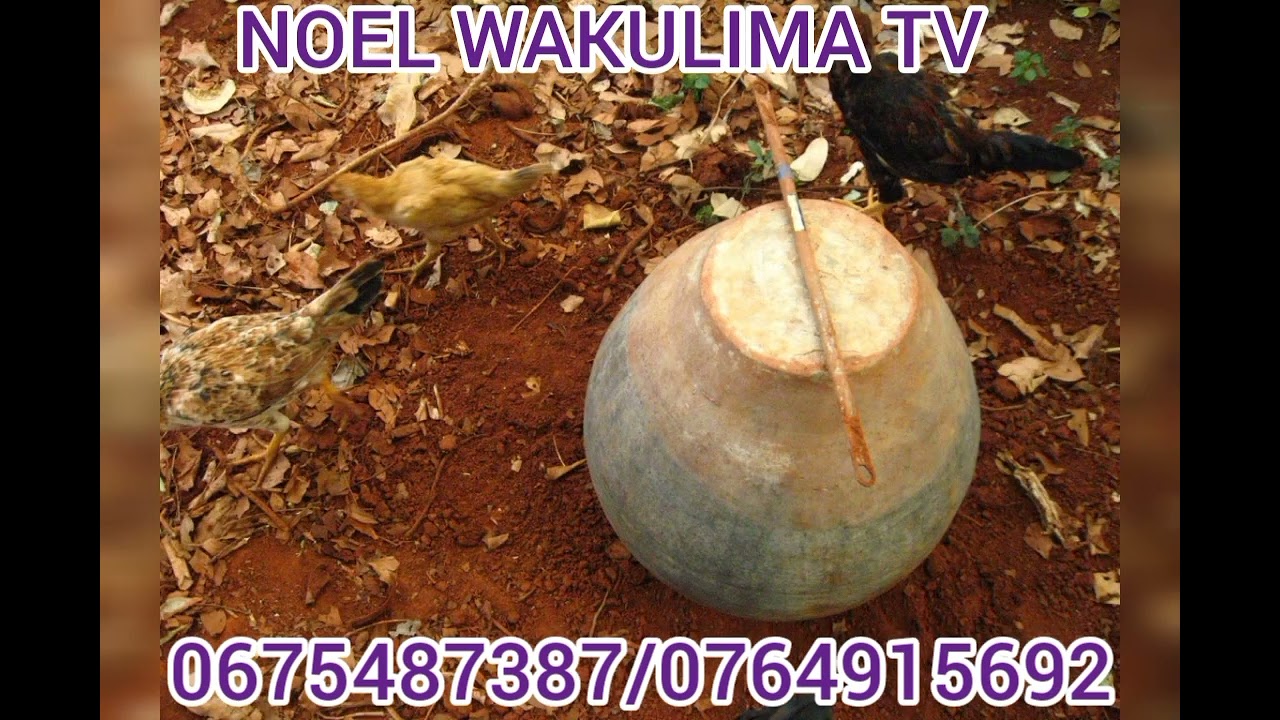 ZALISHA MCHWA KAMA CHAKULA CHA KUKU @noelwakulimatv