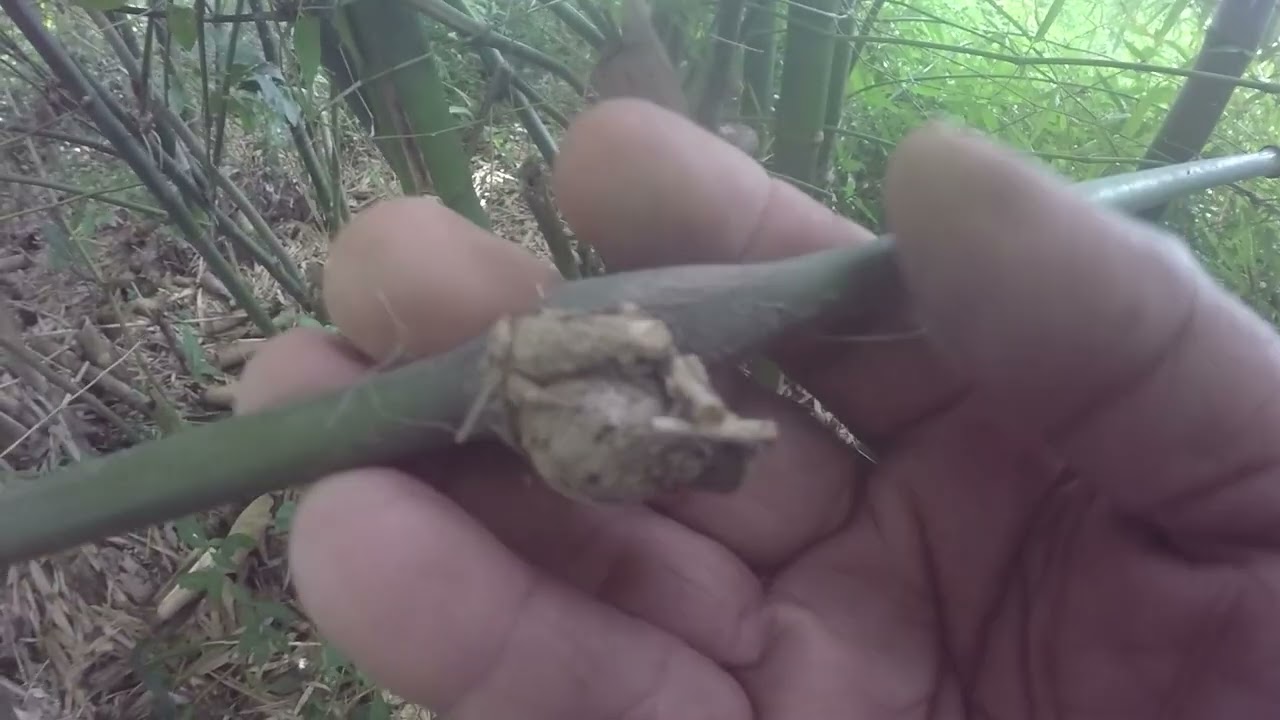 BERBURU BAMBU PETUK KONON MAHAL HARGANYA.#484