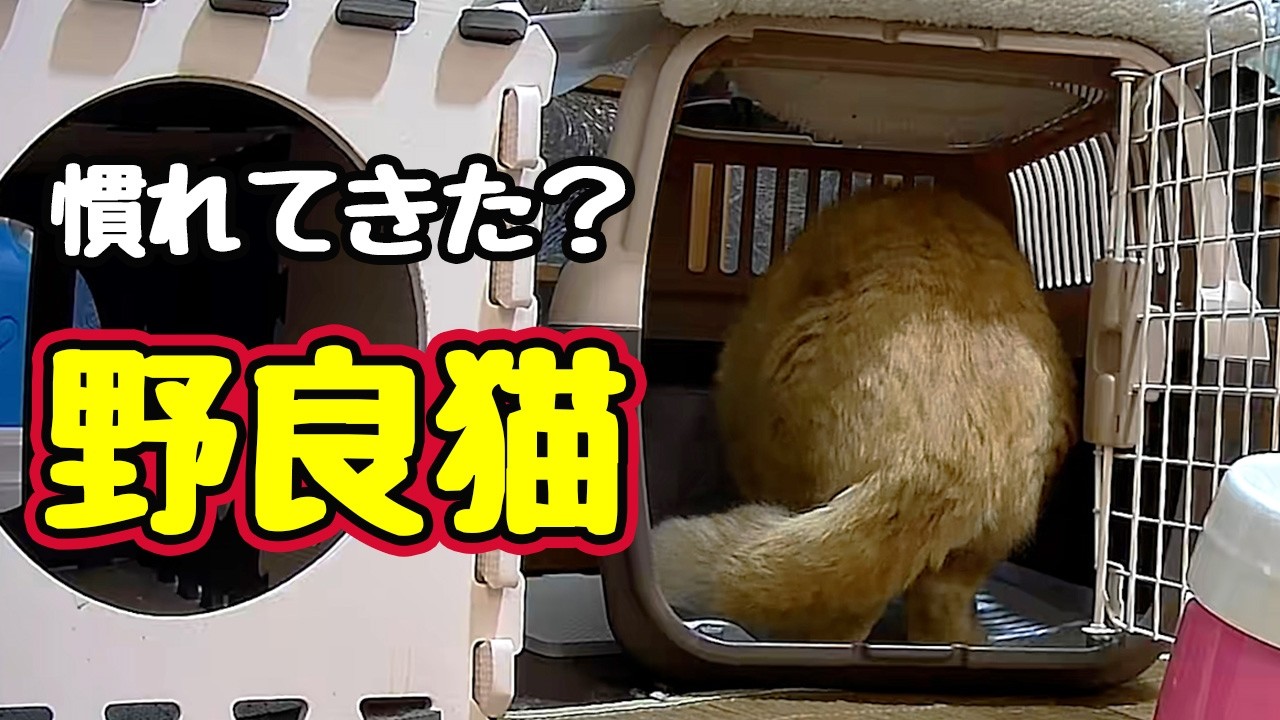 キャリーで ちゅ〜る【野良猫】
