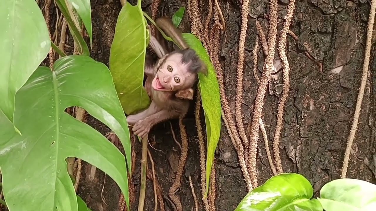 Bayi Monyet Belajar Memanjat Pohon Besar