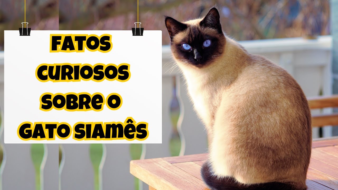 INCRÍVEL! 10 Curiosidades Sobre Gatos Siameses que Você Provavelmente Não Sabia!