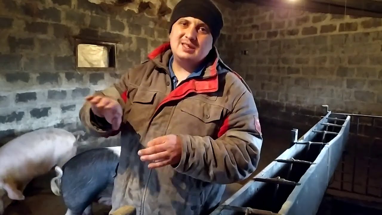 Ка Продать Свиней Живим Весом  Выгодно Чтоб Вас Не Обманули?Важно знать .