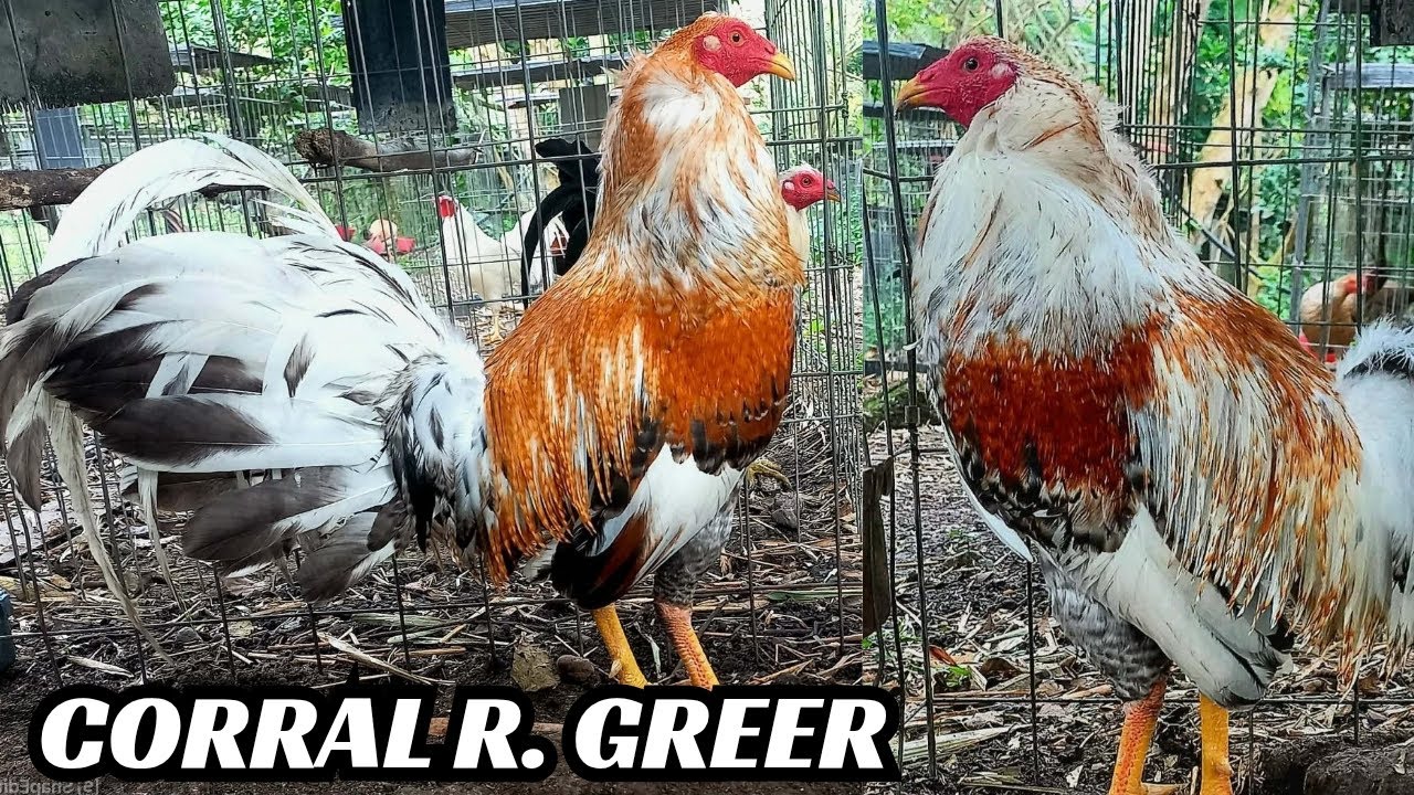 BIG FARM Corral R.Greer Feeding Time Shape Chicken Coop Outdoor