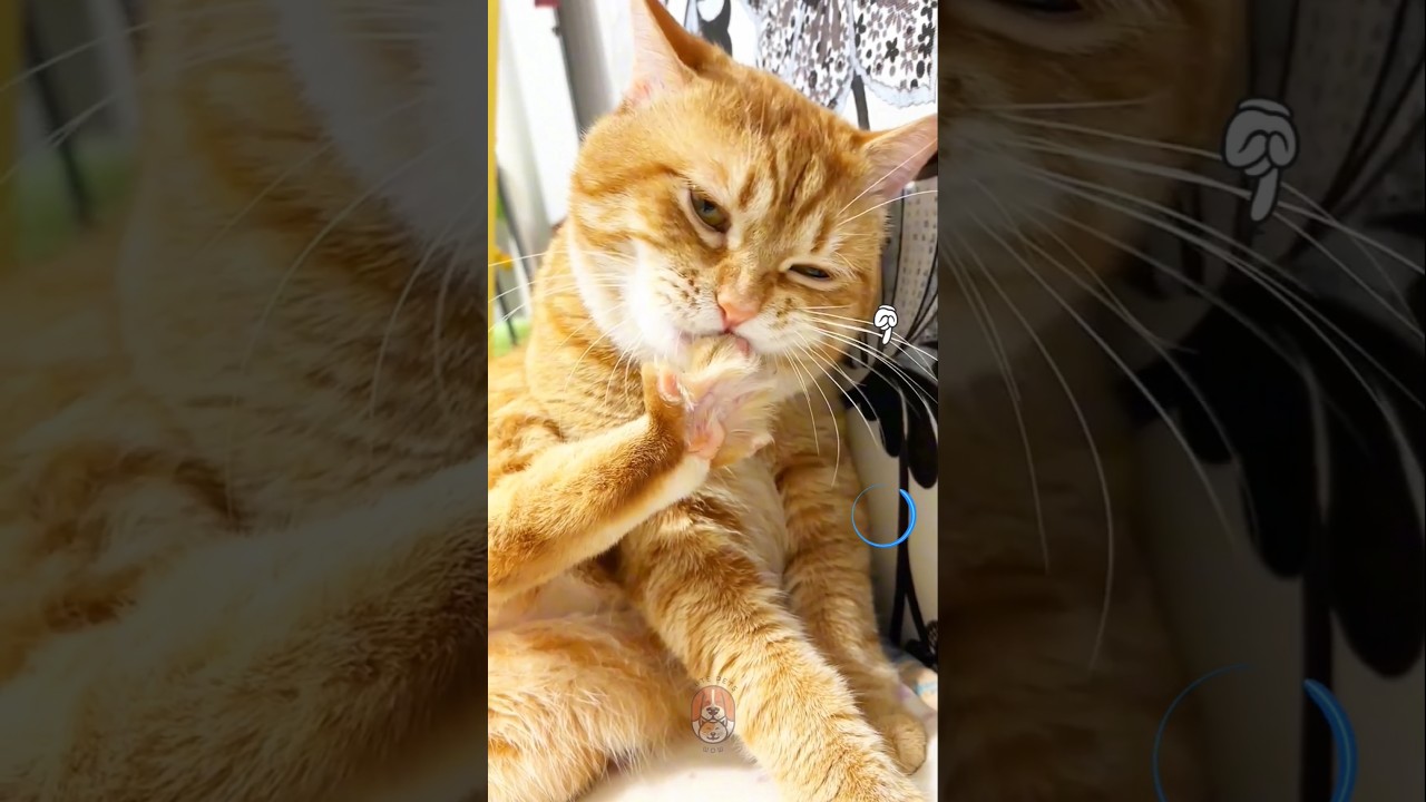 Sleepy Cat Dreaming About Food... Look at Him Lick! 