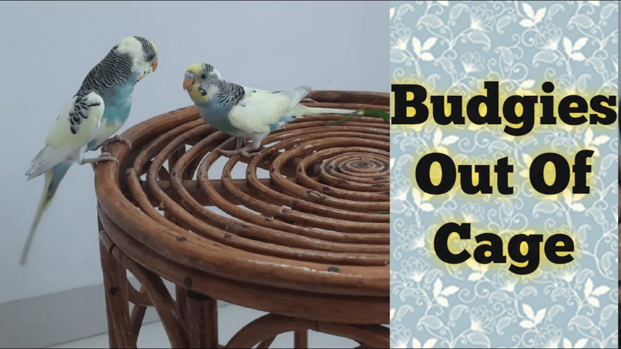 How to Get Your Budgie Out of Its Cage and Right Way To Put Them Back To Their Cage | HINDI