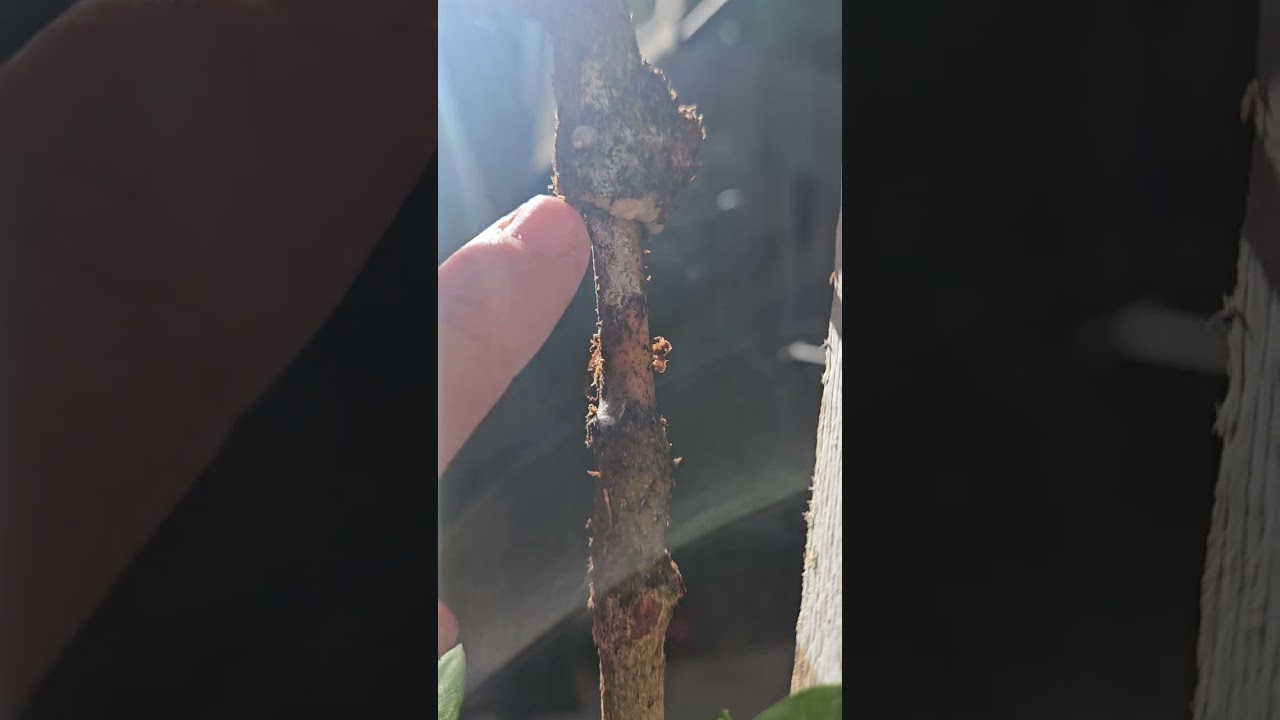 Potting up Olive tree air layer at 5 weeks!