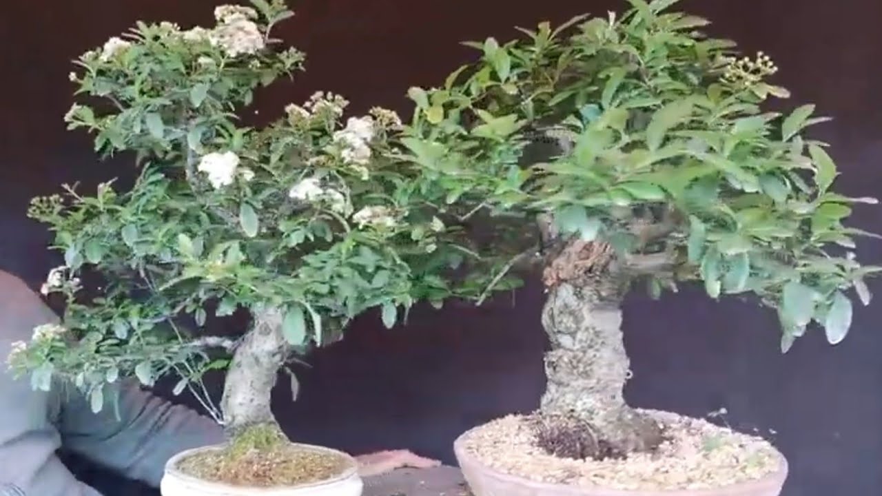 BONSAI PYRACANTHA   COMPARATIVAS ENTRE DOS*