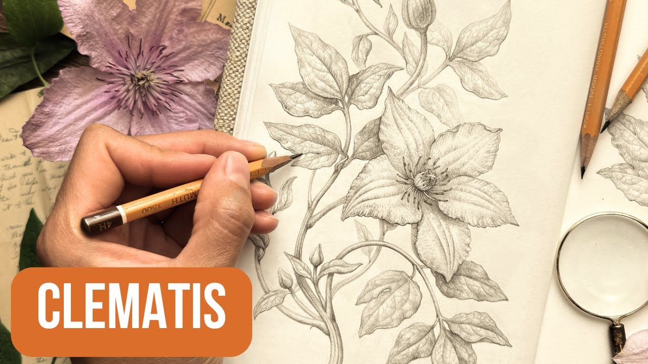 How to Draw a CLEMATIS Plant Step by Step 🌸 Voice-Guided Speed Drawing in 18 Minutes