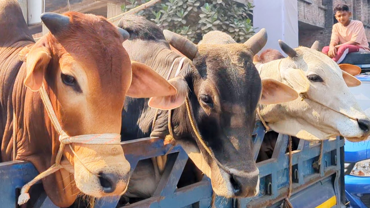 cow video, goru video, cow unloading, cow videos, animal, big cow,  hamba cow, Ep-03