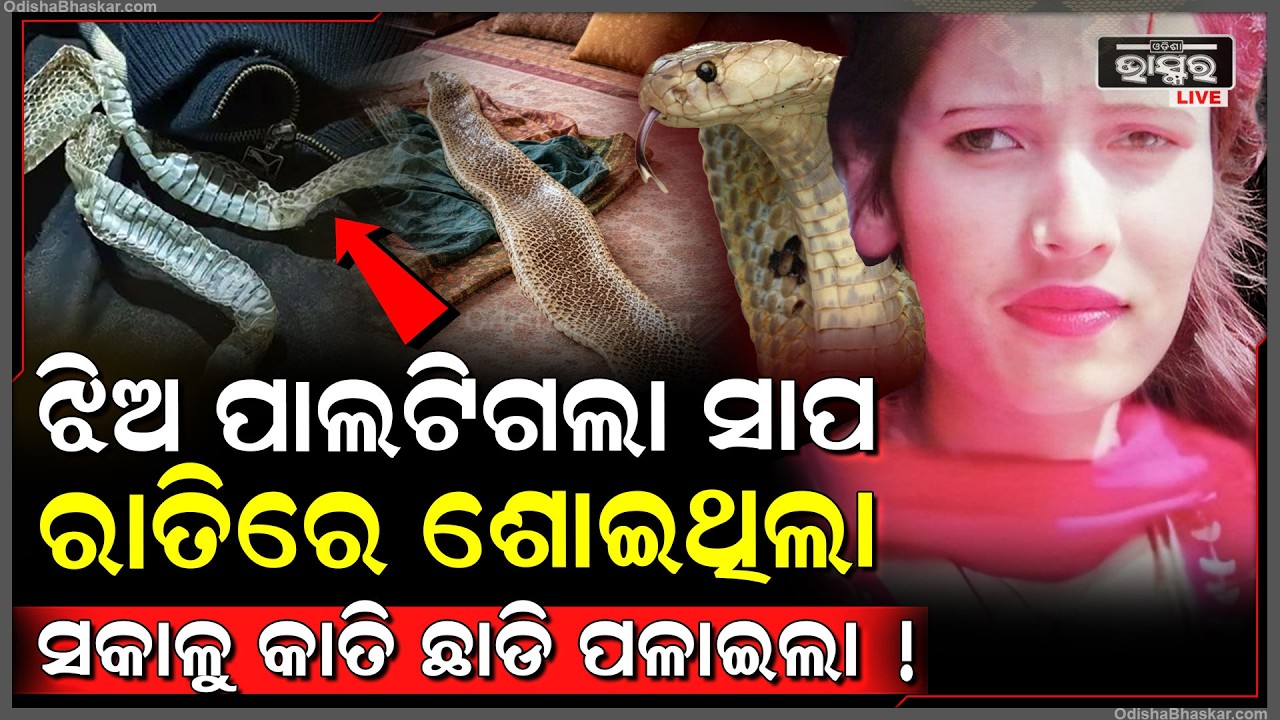 ଝିଅ ପାଲଟିଲା ନାଗ କନ୍ୟା ! କାତି ଛାଡି ହଠାତ୍ ଅଦୃଶ୍ୟ ହୋଇଗଲା...