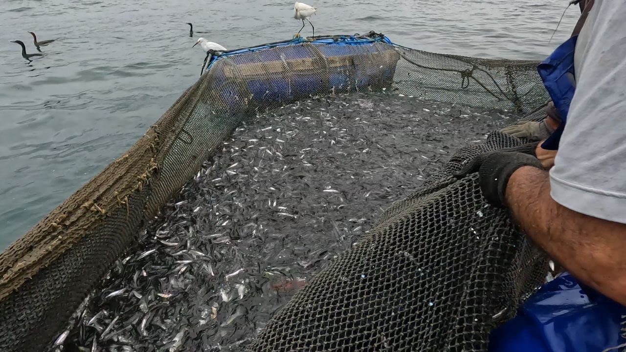 PESCARIA DE SARDINHA - Sardinha Torradinha