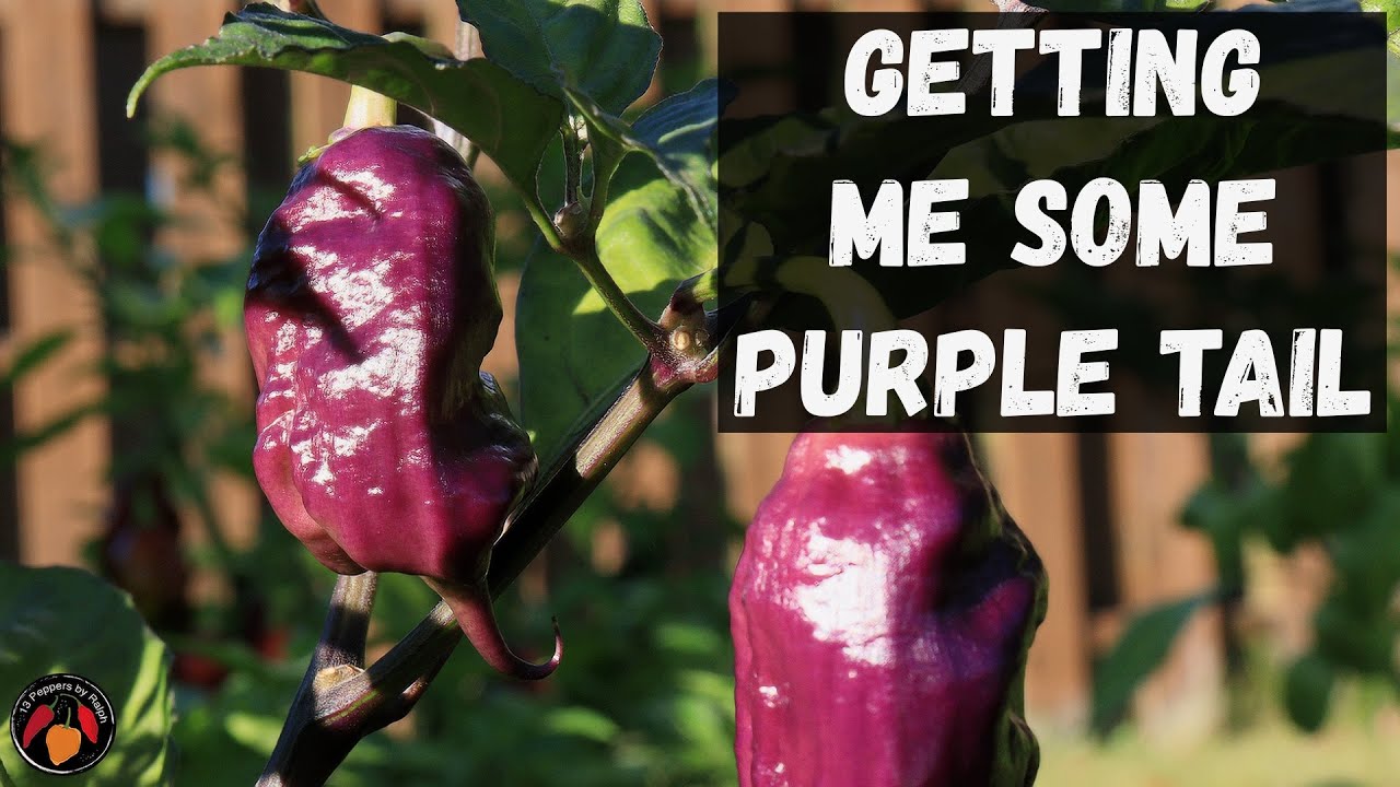7 Pot Purple Tail Pepper Review and Tasting