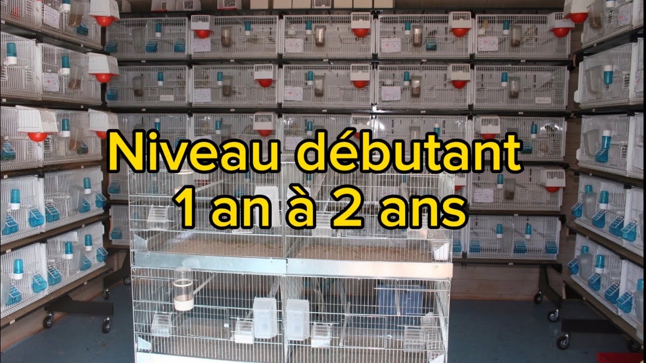 Nouveau format de video : niveau débutant