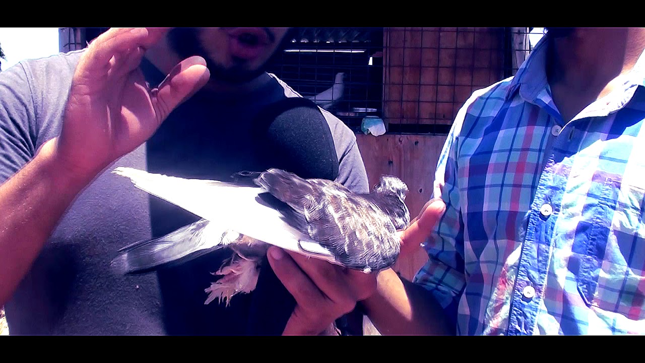 how to treat a pigeon with a broken wing