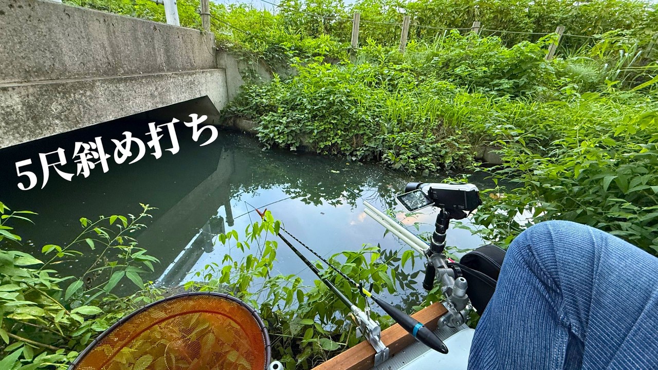 五尺で斜め打ち！水路でマブナと鯉を狙う釣りが楽しい