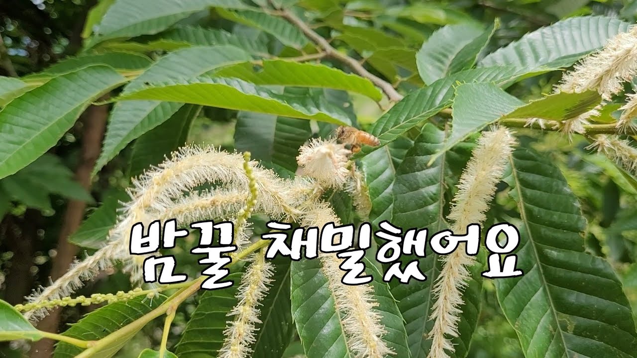 올해 벌농사 이동양봉 마무리