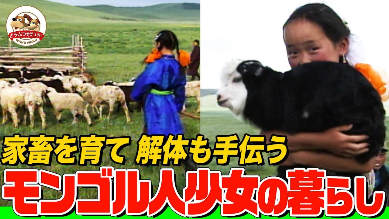 モンゴル遊牧民の暮らしに密着！７歳の少女が羊を放牧し、解体や出産も手伝う！生と死を真正面から受け止める人々【どうぶつ奇想天外／WAKUWAKU】
