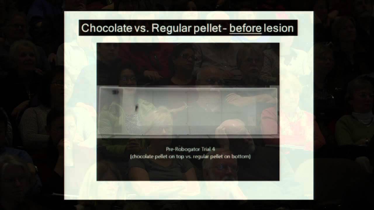How the Brain Makes Decisions Under Uncertainty, Part 1 - 2014