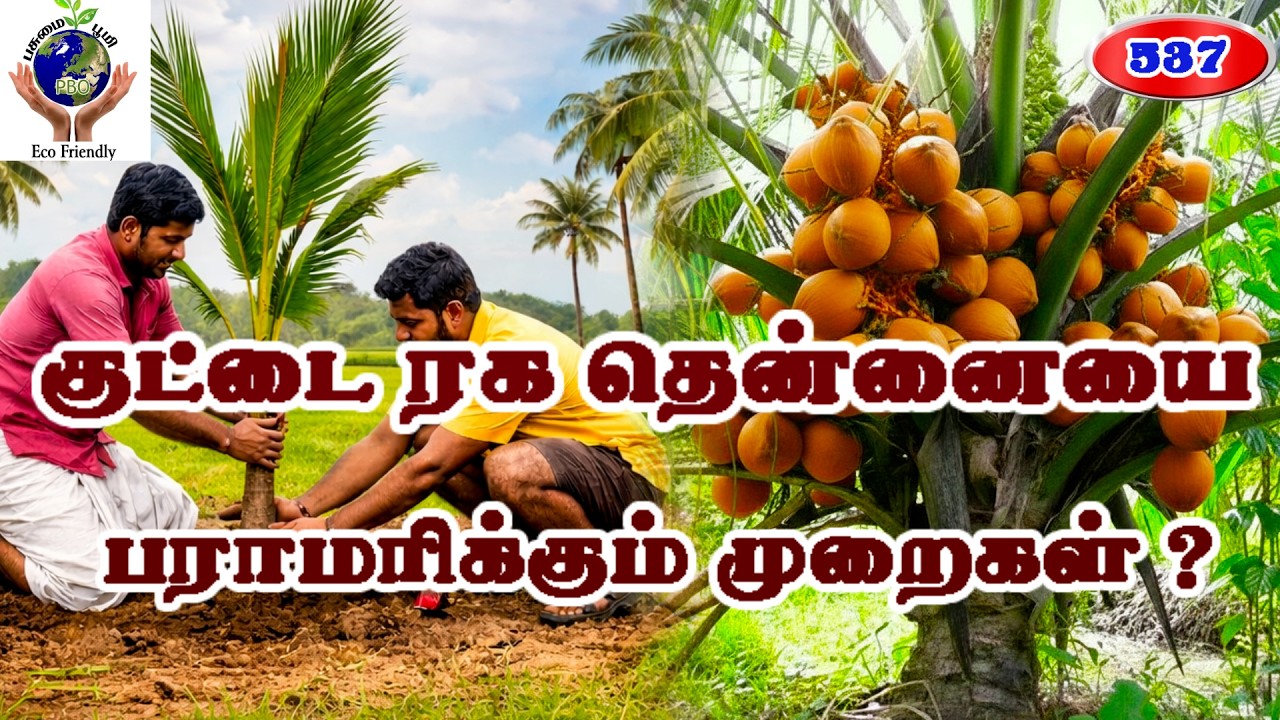 குட்டை ரக தென்னையை பராமரிக்கும் முறைகள்❓😱Methods for maintaining dwarf coconut trees❗😊#fyp #dwarf