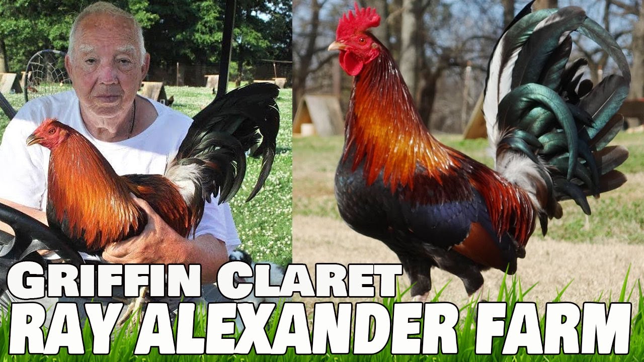 Ray Alexander Farm Beautiful Birds Big Farm in USA