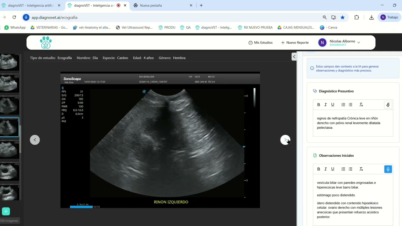 diagnoVET Ecografía abdominal con múltiple patologías
