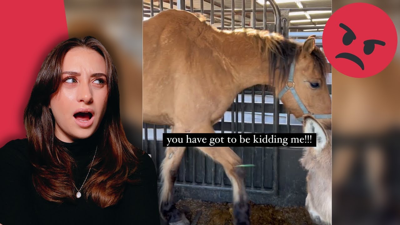 IS THIS A HORSE OR A CAMEL?? Budweiser Exploits Horses For Profit & MORE | Raleigh Reacts