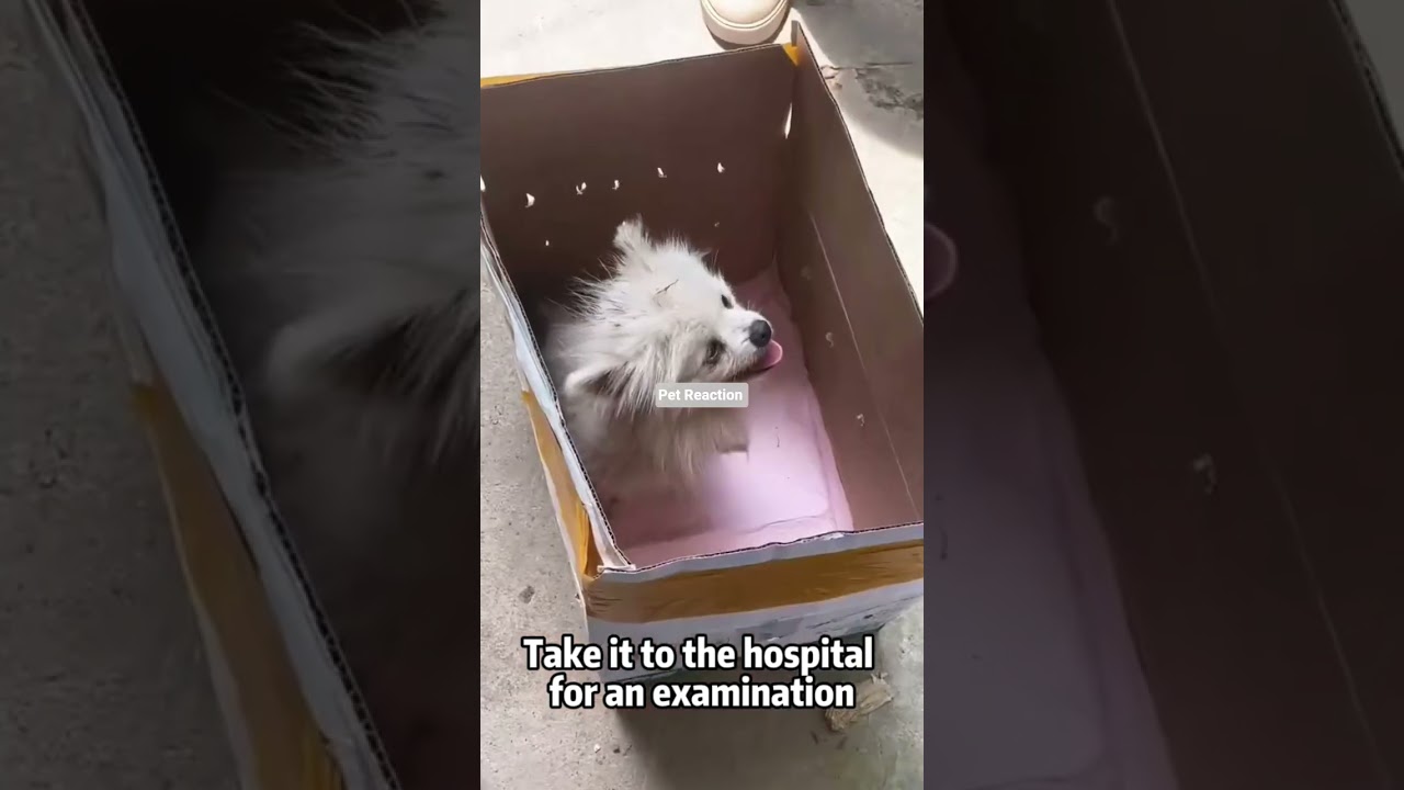dog need attention and medication 