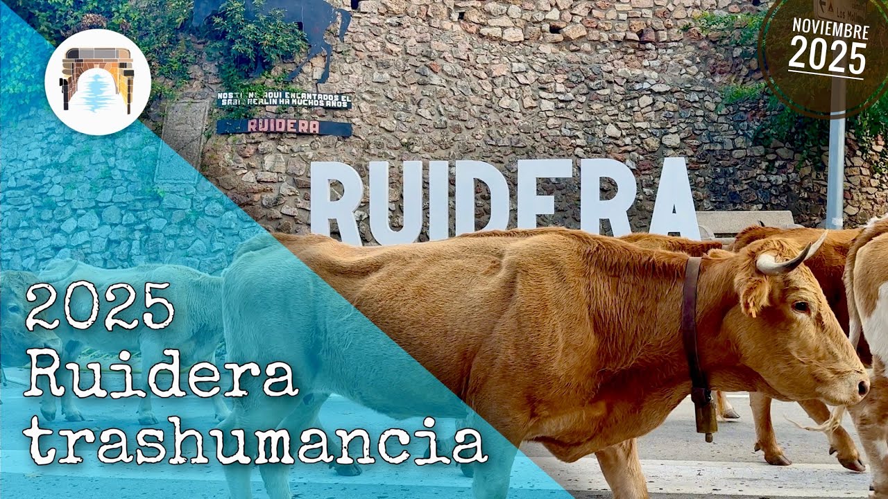 Trashumancia de vacas por Ruidera 2025
