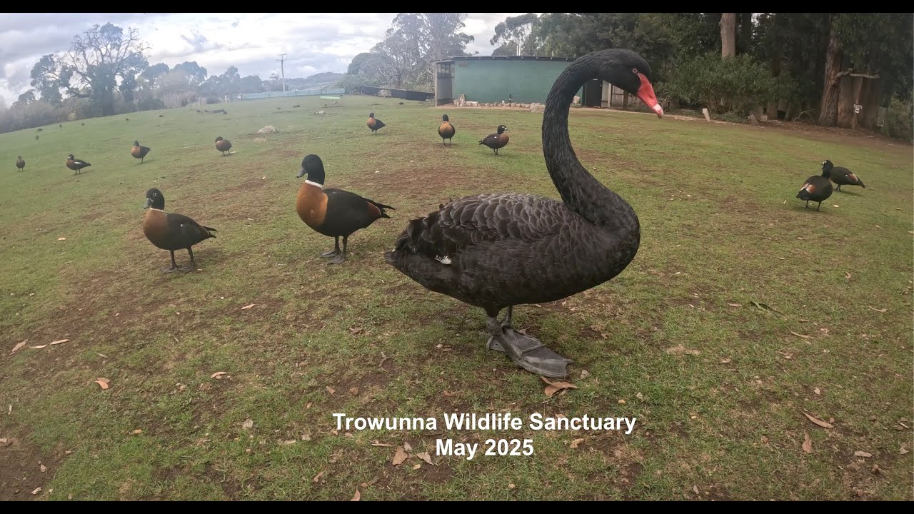 Trowunna Wildlife Sanctuary (Tasmania, Australia) May 2025
