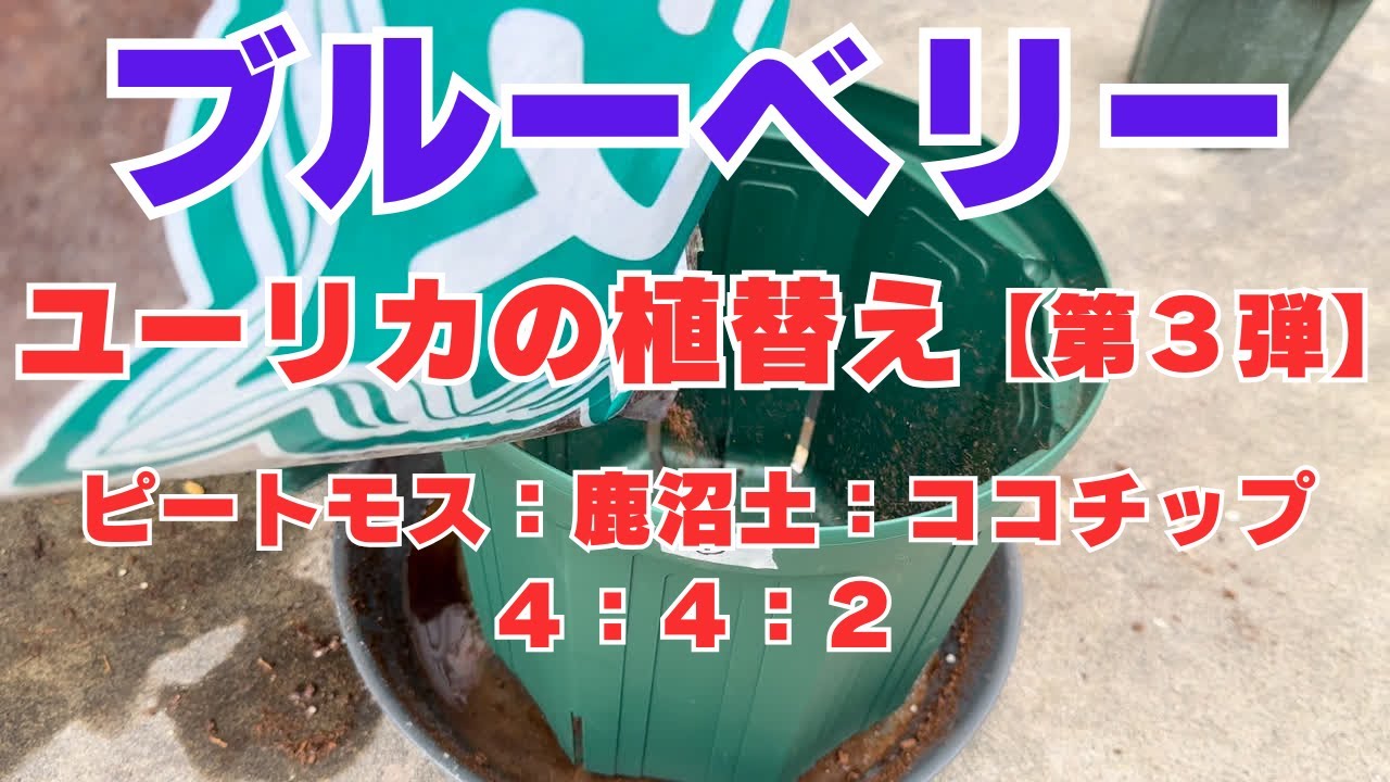 【ブルーベリー】ユーリカの植替え 第３弾（ピートモス：鹿沼土：ココチップ＝４：４：２）2025年3月初旬頃撮影