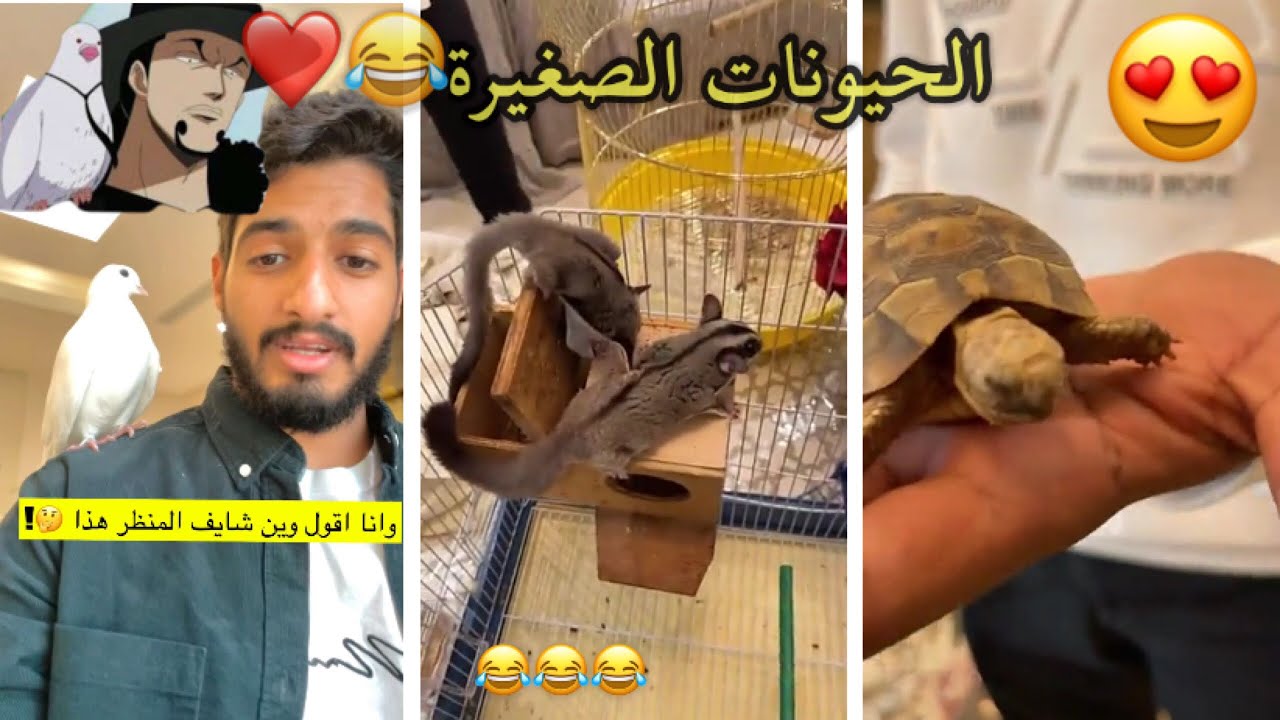 سناب عبد الرحمن الشلهوب 🤸‍♂️(معى الحيوانات الصغير ❤️😂 , الطيور 🕊 و السلحفات🐢 و السنجاب 🦝)