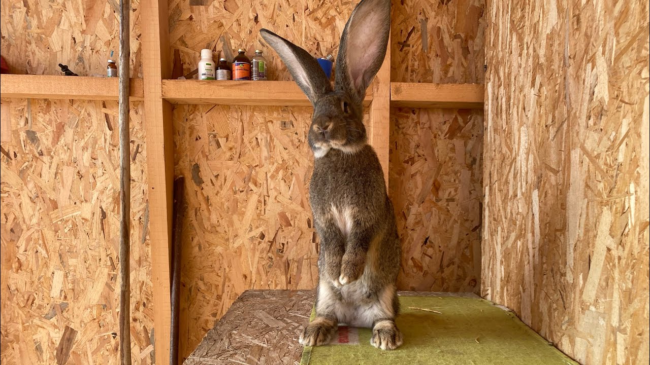 Vizita la Petrut Catalin ( Iepuri Urias German ) 🐰❌❌