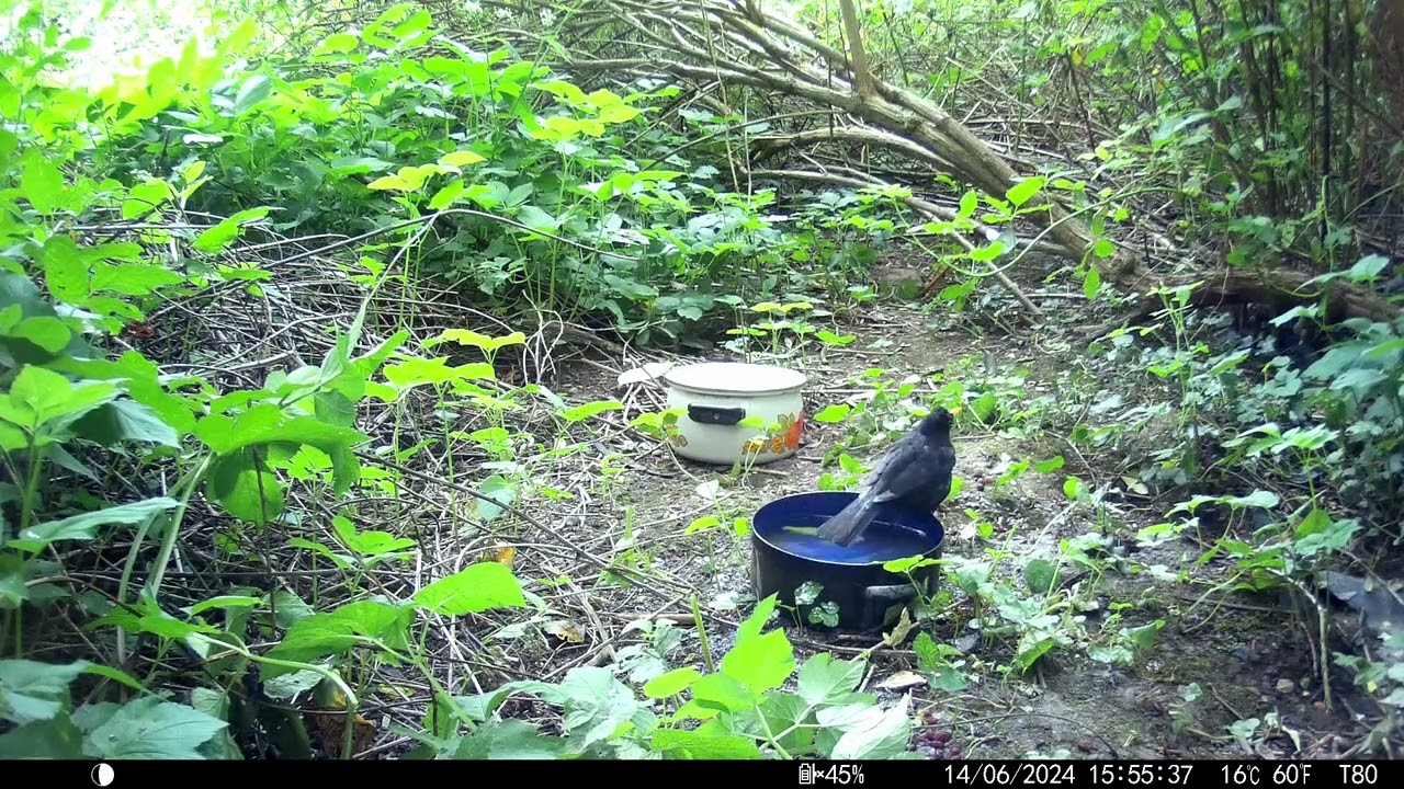 Trailcam 044 Bird Bath Part1