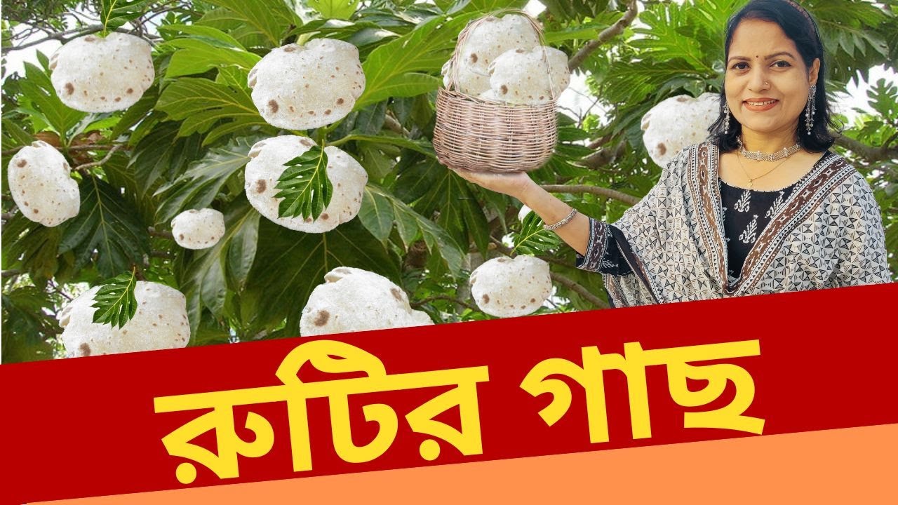 একটি গাছ থেকে আজীবন ফ্রি রুটি খাওয়া যাবে। Bread Fruit Tree. Dhaka University. 