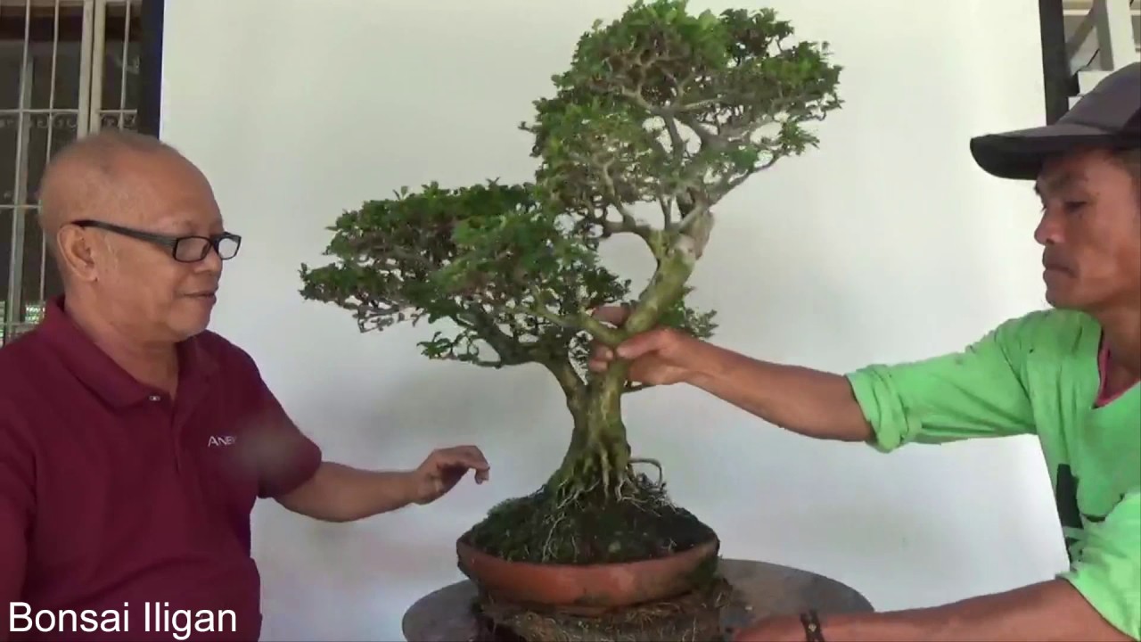 Bonsai Tutorials for Beginners: How to Maintain Bonsai in Shallow Pots
