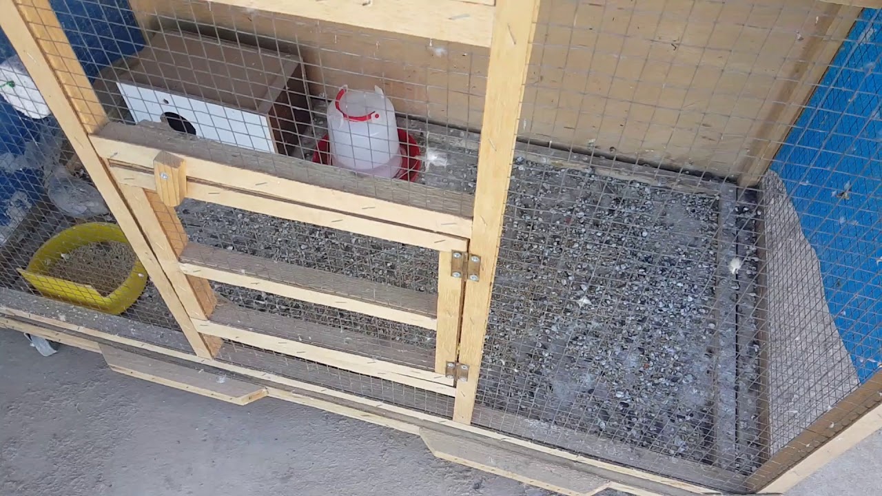 زانیاری لەسەر هەوێردە