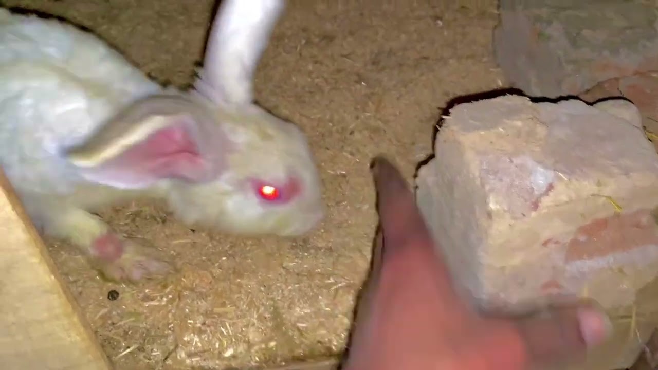 Rabbit 🐇 k bunny’s aj 20 din k ho ghy