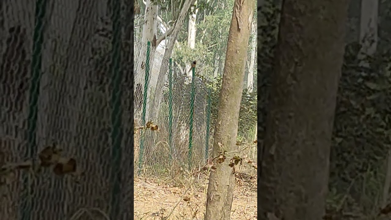 Chandigarh,Sukhna wildlife sanctuary, fresh kill by leopard 🐆