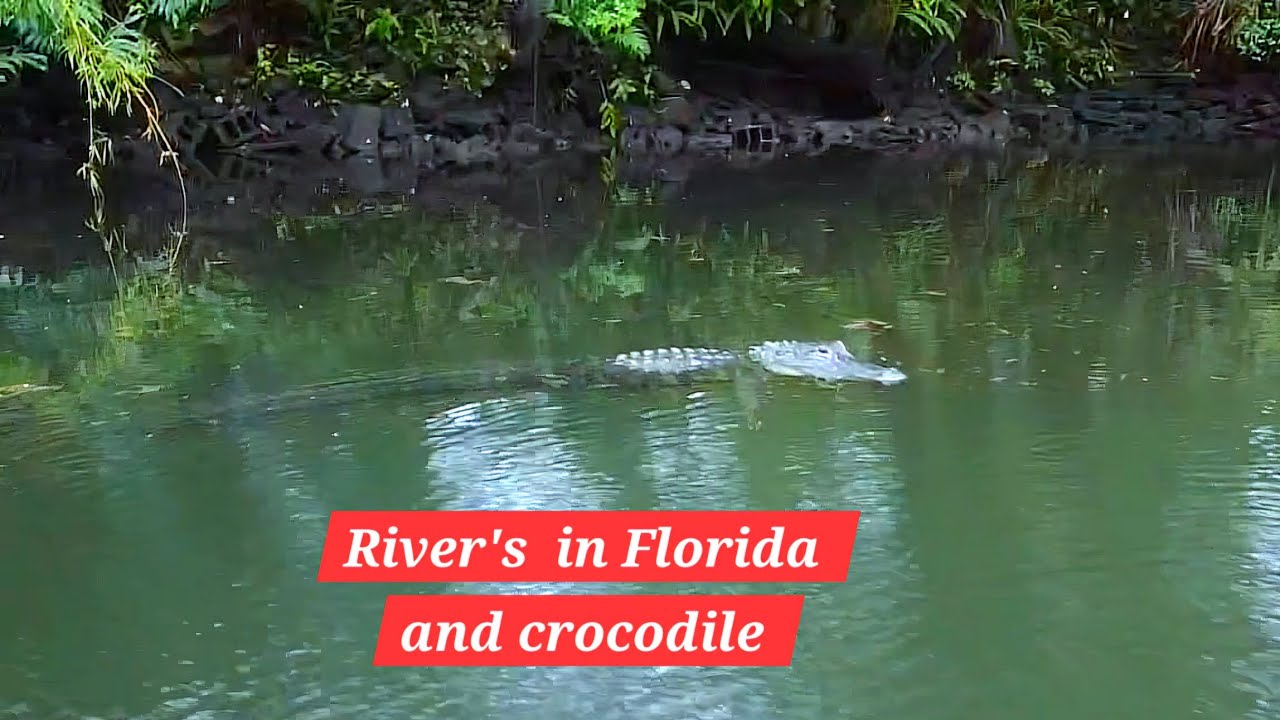 River's and Crocodiles in Florida #crocodile