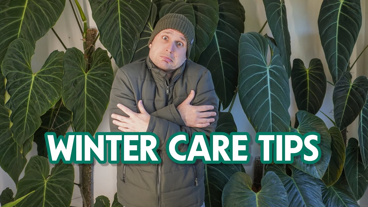Советы по уходу зимой за растениями, выращиваемыми в помещении: трудности и способы их преодоления