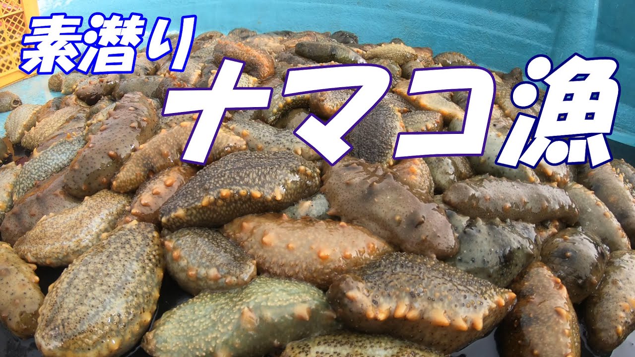 【舞鶴】初雪の中、素潜りナマコ漁に行ってきました！【海中映像】
