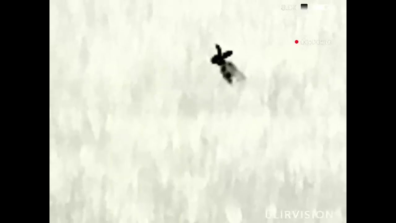 ULIRVISION POLAND F635 ZAJĄC