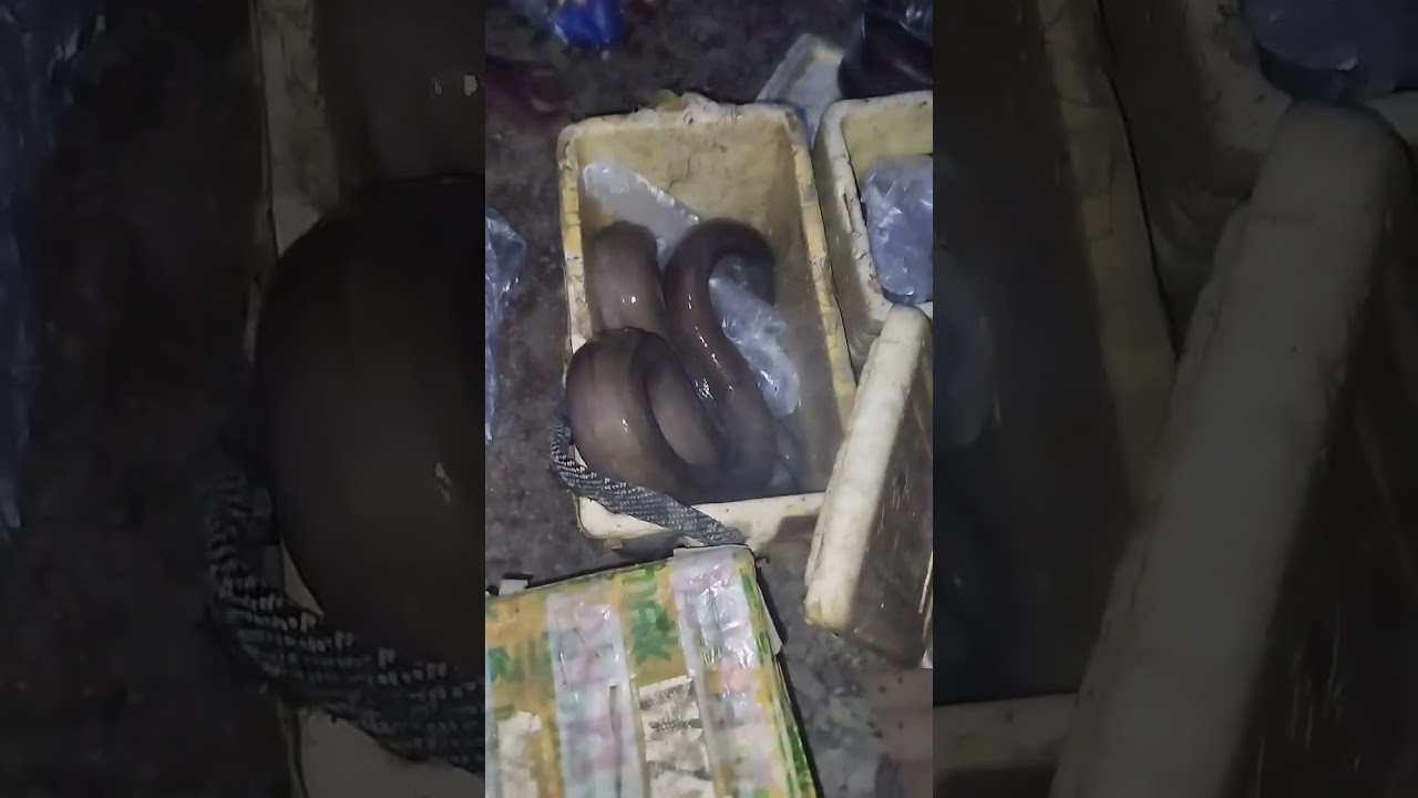 ang laking palos huli part:2 #fishinglife #pilipinovlog #pinoyfishing