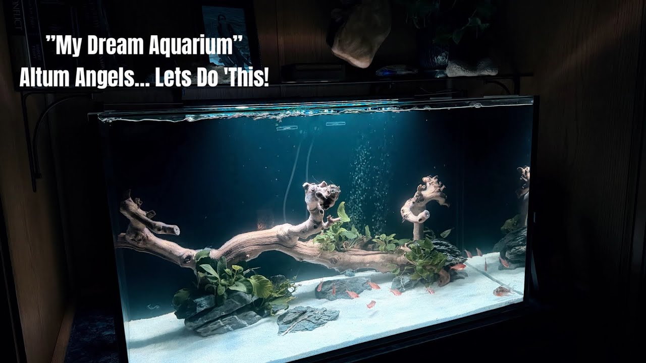 “Building My Dream Aquarium” What’s Next?