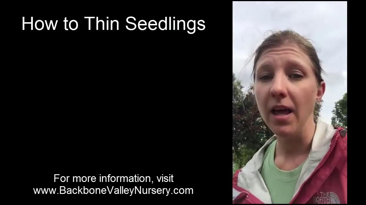 How to Thin Seedlings