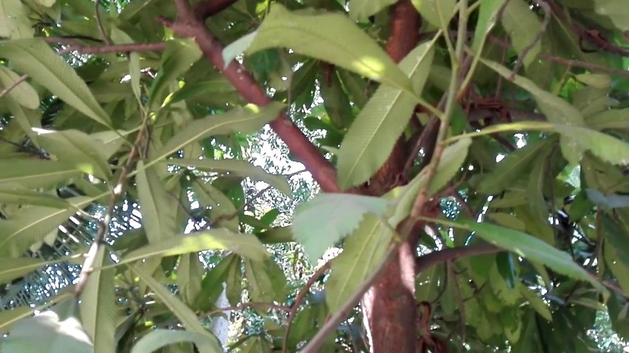 Chulta Tree