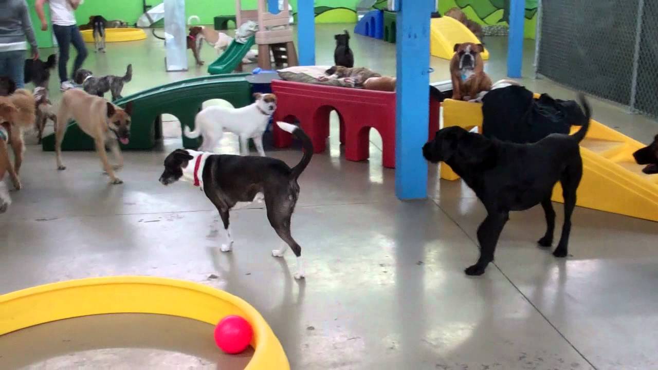 Dogs at Play at U Lucky Dog Daycare!