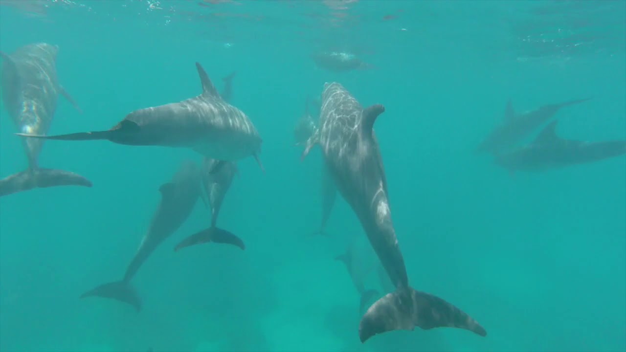 Go Freediving Liveaboard Holidays