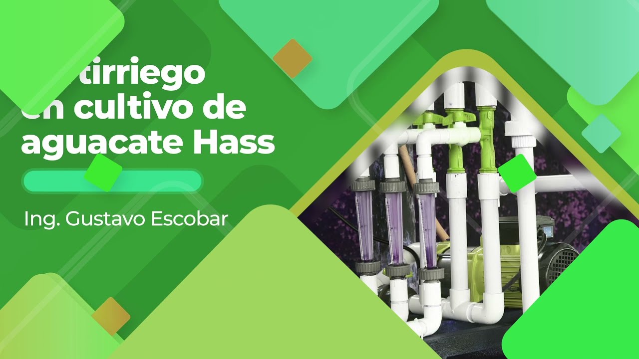 Sistema de fertirriego en cultivo de aguacate Hass en zona de ladera del Valle del Cauca #SomosUNAL
